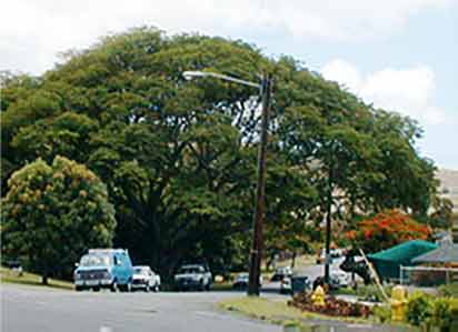 100 year old tree