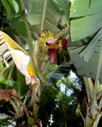 Apple Banana Flower