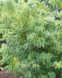 Curry Leaf Tree