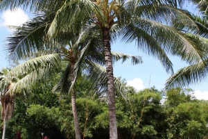 Niu - Coconut Tree*