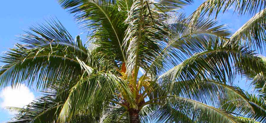 Beautiful coconut tree