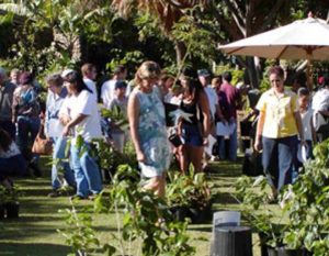 Maui Arbor Day giveaway