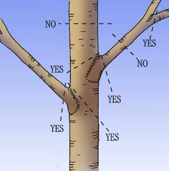 Where to prune large branches