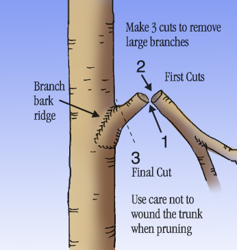 Proper cut positions