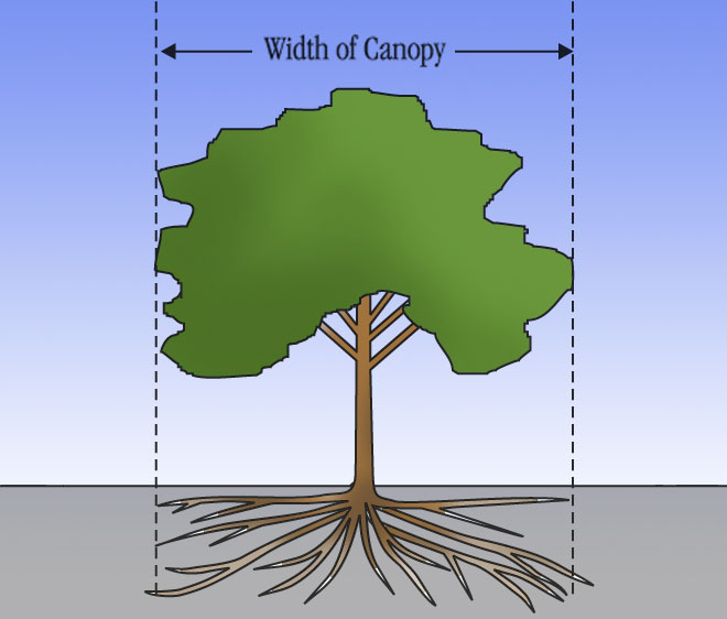 Rootspread illustration