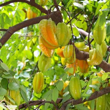 أشجار الفاكهة ماوي