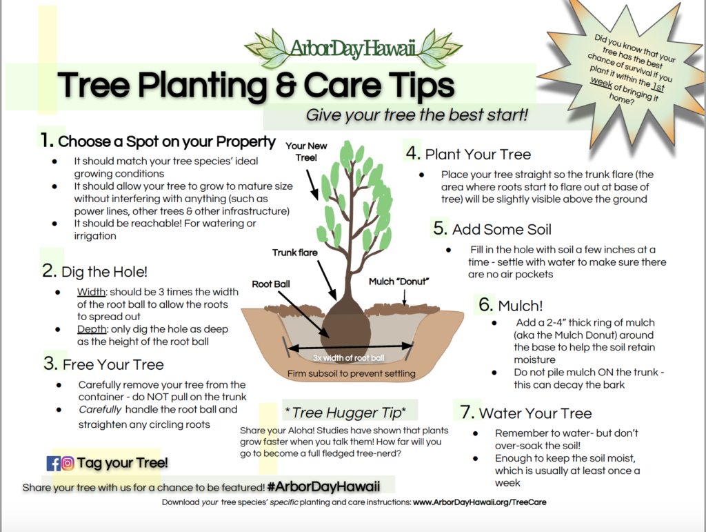 how-to-plant-your-tree